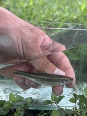 Bluefin Stoneroller photo 3