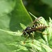 Cuckoo Yellowjacket - Photo (c) Christian Grenier, some rights reserved (CC BY-NC), uploaded by Christian Grenier