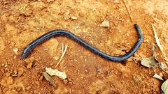 Dermophis gracilior