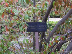 Cotoneaster × watereri