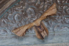 Phazaca kosemponicola