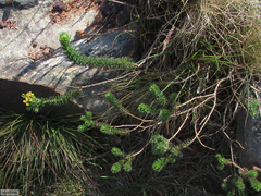 Athanasiinae