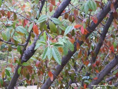 Cotoneaster × watereri