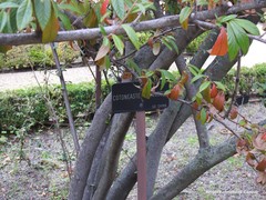 Cotoneaster × watereri