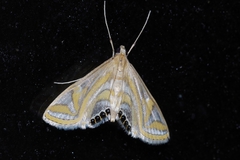 Eoophyla conjunctalis