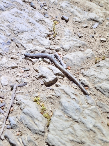 iNaturalist observation photo of California Slender Salamander