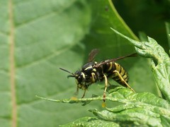 Vespula infernalis