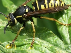 Vespula infernalis