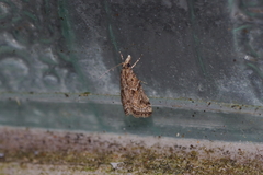 Microchilo inexpectellus