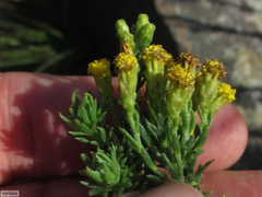 Athanasiinae