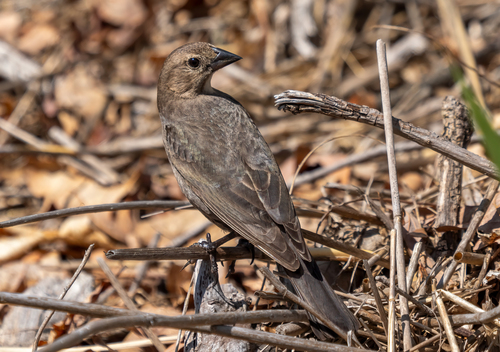 Brown-headed Cowbird photographed in New York