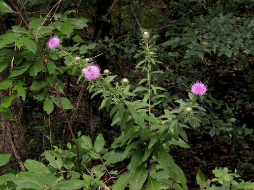 Tall Thistle