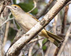 Piranga roseogularis