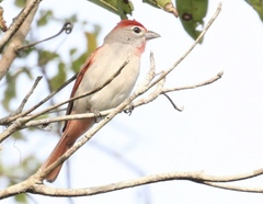 Piranga roseogularis