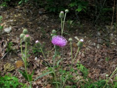 Cirsium carolinianum