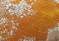 Xanthomendoza trachyphylla