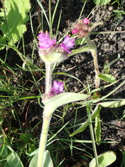 Cyanotis speciosa