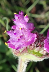 Cyanotis speciosa