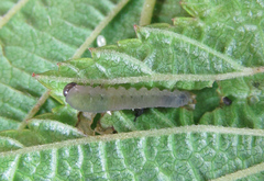 Empria pumiloides