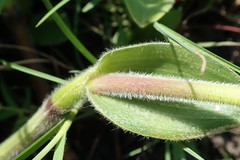 Cyanotis speciosa