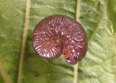 Empria pumiloides