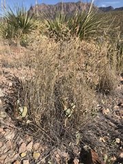 Bouteloua ramosa