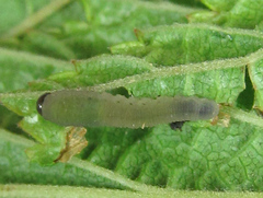 Empria pumiloides