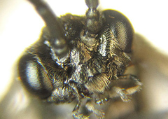 Empria pumiloides