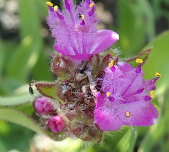 Cyanotis speciosa