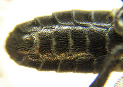Empria pumiloides
