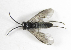 Empria pumiloides