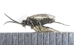 Empria pumiloides