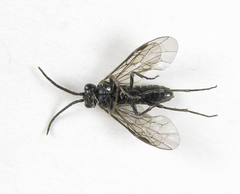 Empria pumiloides