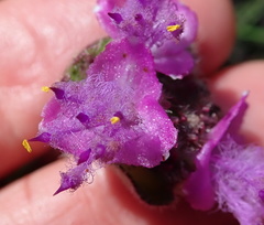 Cyanotis speciosa