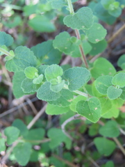 Brickellia veronicifolia, photograph (c) Ulises Pinedo, some rights reserved (CC BY)
