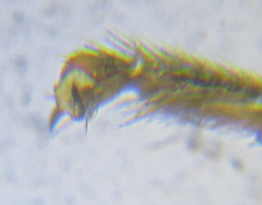 Empria pumiloides