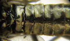 Empria pumiloides