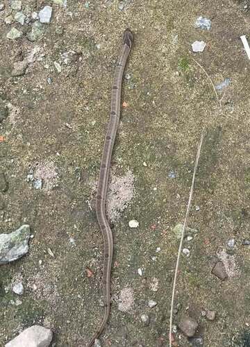 Small-banded Kukri Snake