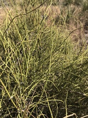 Ephedra antisyphilitica