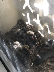 Columba livia domestica