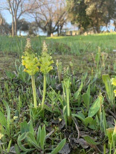 Clay Viooltjie (Lachenalia lutea)