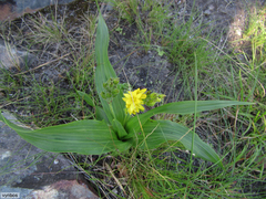 Hypoxis colchicifolia