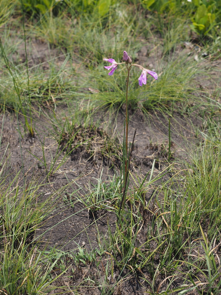 Raphionacme linearis