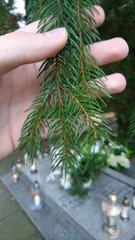Picea