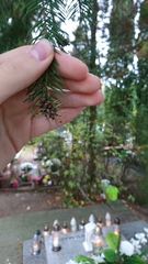 Picea