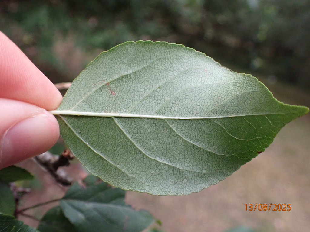 Malus sylvestris, Hampshire, UK