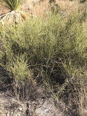 Ephedra antisyphilitica