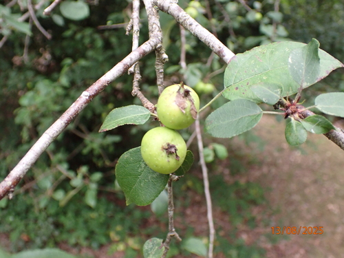 Malus sylvestris