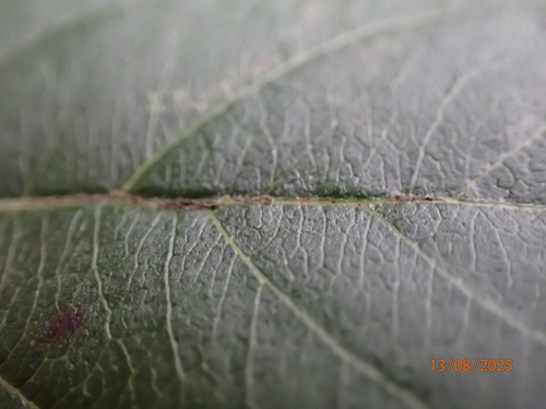 Malus sylvestris