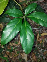 Cissus sterculiifolia